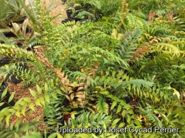 25077 josef Josef Cycad Perner