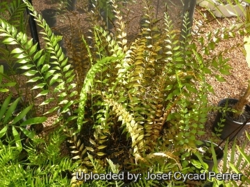25326 josef Josef Cycad Perner