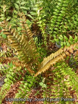 25435 josef Josef Cycad Perner