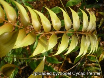 25437 josef Josef Cycad Perner
