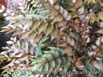 25444 josef Josef Cycad Perner