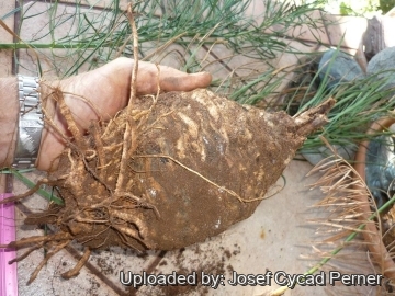25456 josef Josef Cycad Perner