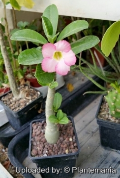 Adenium arabicum