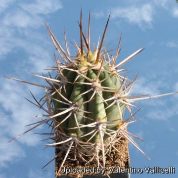 9916 valentino Valentino Vallicelli