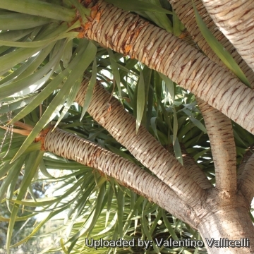 17557 valentino Valentino Vallicelli