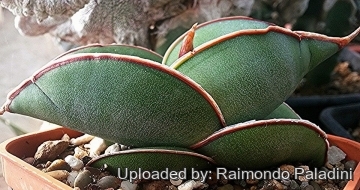 29798 RapCactus Raimondo Paladini
