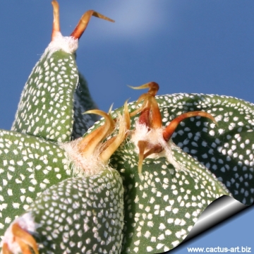 9270 cactus-art Cactus Art