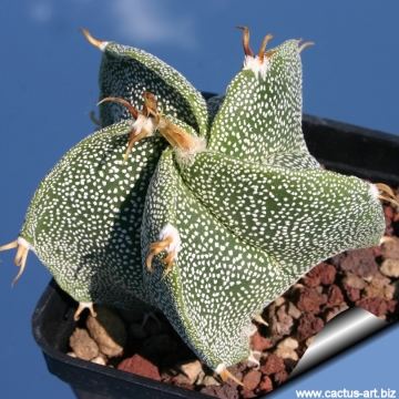 9271 cactus-art Cactus Art