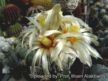 18664 Ilham Prof. Ilham Alakbarov