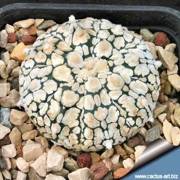 2776 cactus-art Cactus Art