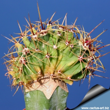 13291 cactus-art Cactus Art