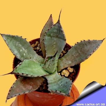 340 cactus-art Cactus Art