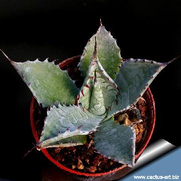 343 cactus-art Cactus Art