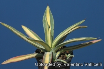 17714 valentino Valentino Vallicelli