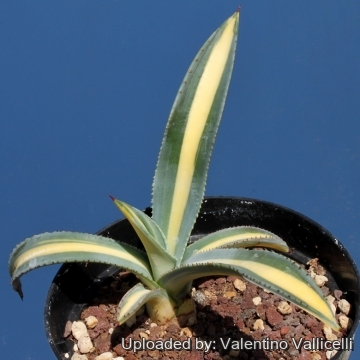 8563 valentino Valentino Vallicelli