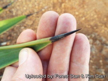 22383 star Forest Starr & Kim Starr