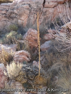 22391 star Forest Starr & Kim Starr