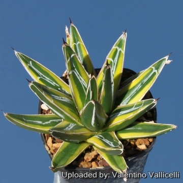 9096 valentino Valentino Vallicelli