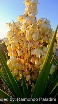 27472 RapCactus Raimondo Paladini