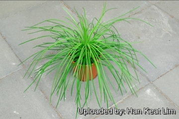 25813 han_keat Han Keat Lim