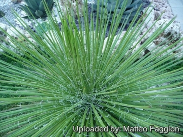 27249 matteo Matteo Faggion