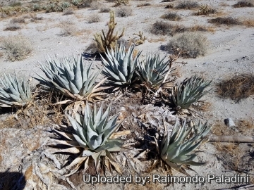 30132 RapCactus Raimondo Paladini