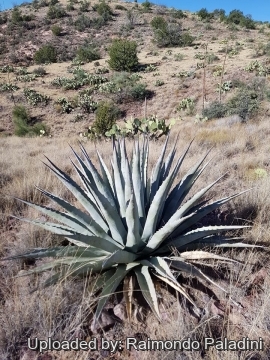 29971 RapCactus Raimondo Paladini