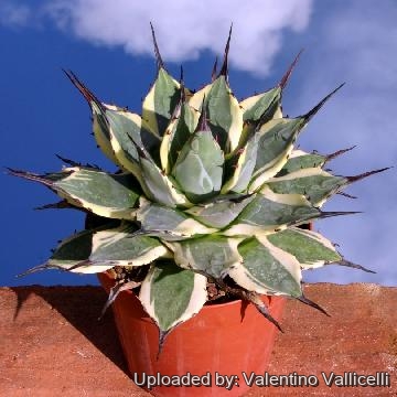 349 valentino Valentino Vallicelli