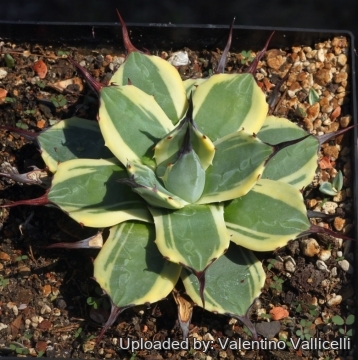 16891 valentino Valentino Vallicelli