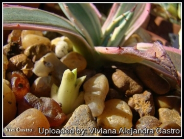 21617 viviana Viviana Alejandra Castro