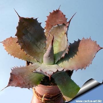 365 cactus-art Cactus Art