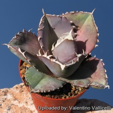 Agave titanota FO-076 Sierra Mixteca, Oaxaca, Mexico.