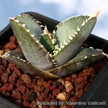 アガベ AGAVE TITANOTA SIERRA MIXTECA F0-76 Agave titanota FO-076 Sierra Mixteca, Oaxaca, Mexico.