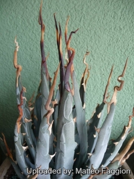 27151 matteo Matteo Faggion