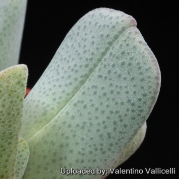 15879 valentino Valentino Vallicelli