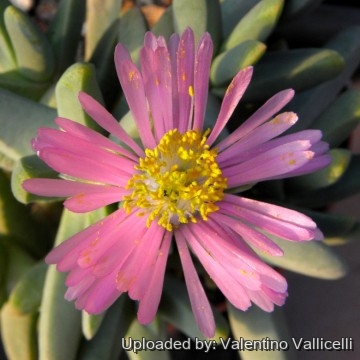 1571 valentino Valentino Vallicelli