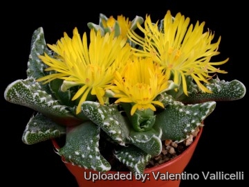 1668 valentino Valentino Vallicelli