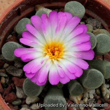 1952 valentino Valentino Vallicelli