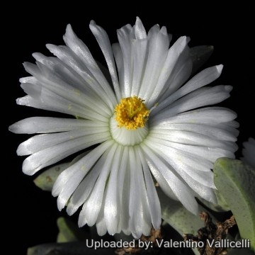 2192 valentino Valentino Vallicelli