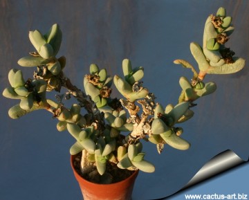 2195 cactus-art Cactus Art