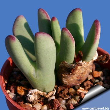 1129 cactus-art Cactus Art