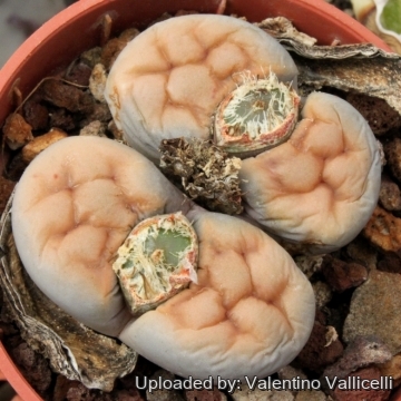 3326 valentino Valentino Vallicelli