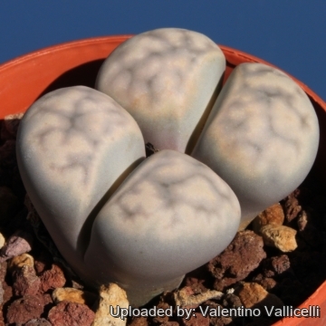 10339 valentino Valentino Vallicelli