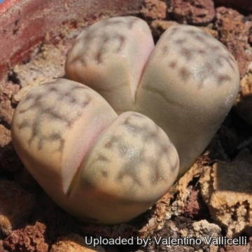 17121 valentino Valentino Vallicelli