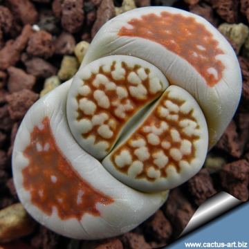 10511 cactus-art Cactus Art