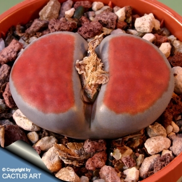 10513 cactus-art Cactus Art