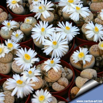 2975 cactus-art Cactus Art