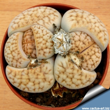 2976 cactus-art Cactus Art