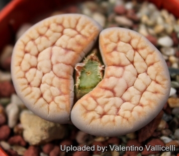 3328 valentino Valentino Vallicelli