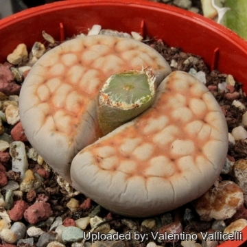 3329 valentino Valentino Vallicelli